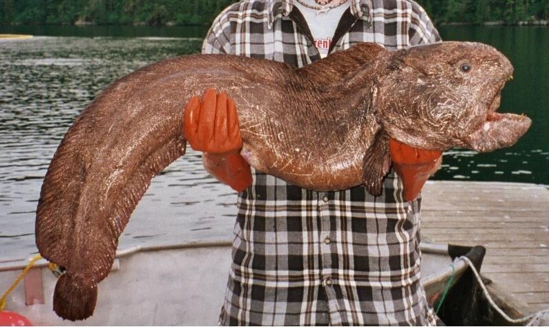オオカミウオ・アラスカで釣獲された大型個体
