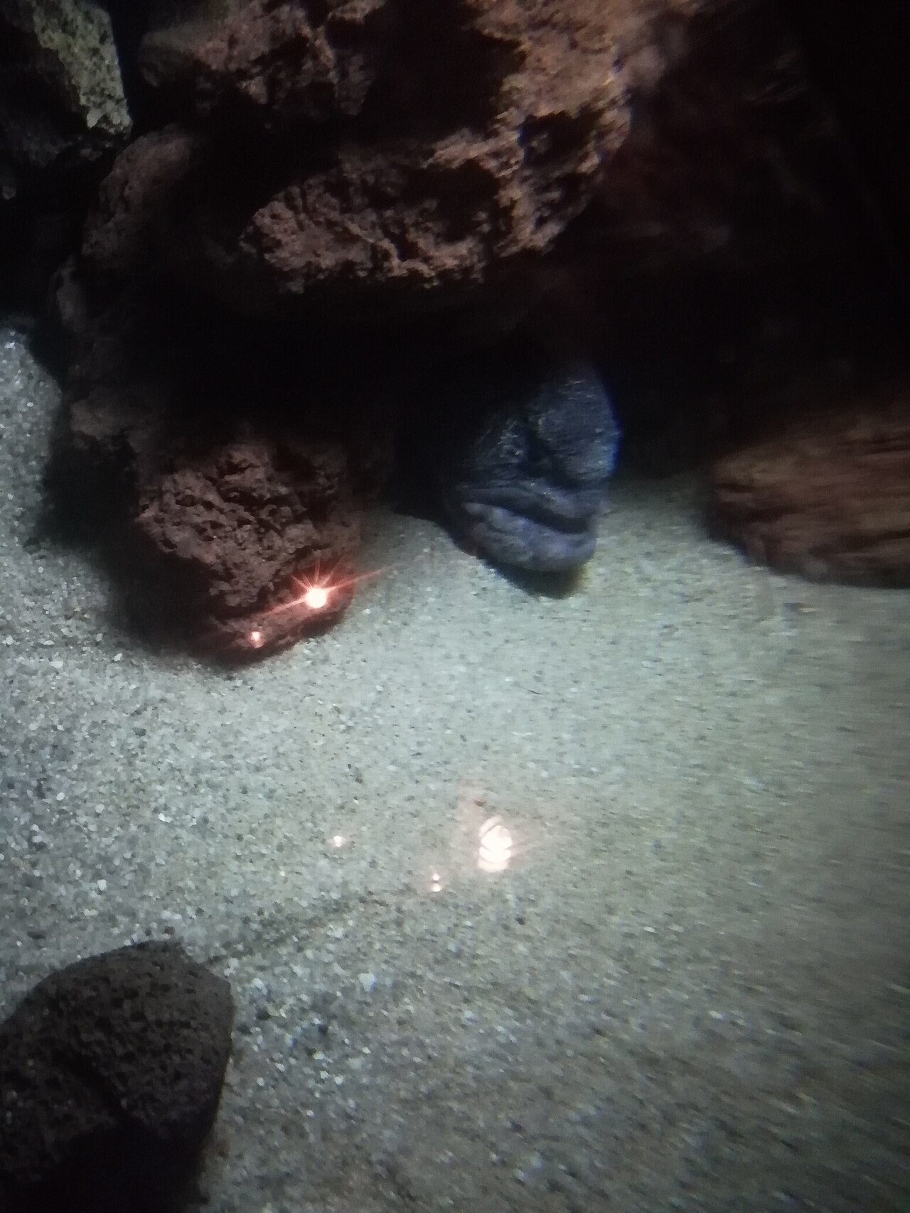 オオカミウオ・フランス・モンペリエ水族館の個体