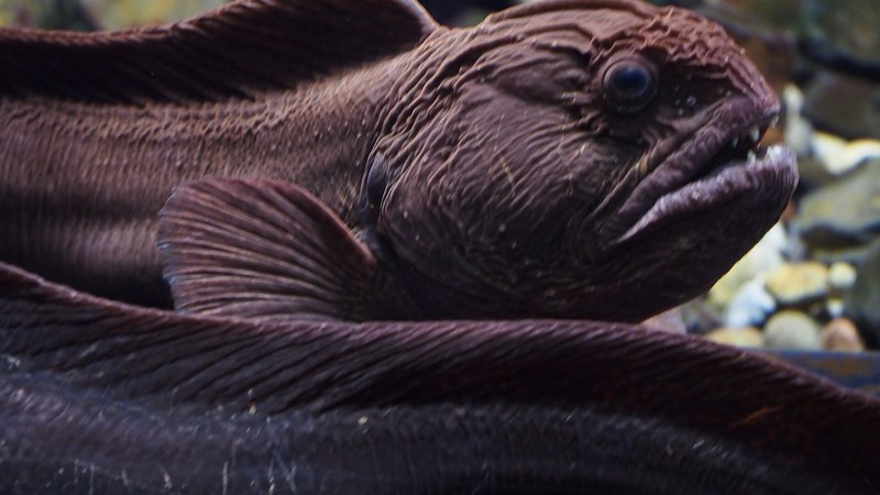 オオカミウオ・神戸須磨水族園の飼育個体