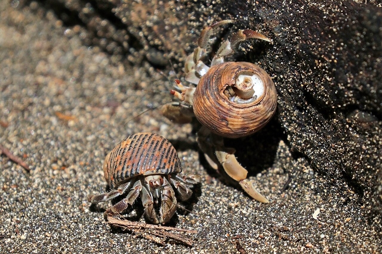 新しい貝殻に引っ越すヤドカリ