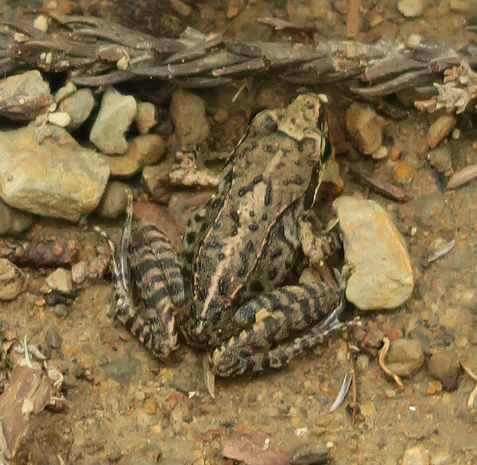 山地の水辺の石の上のヤマアカガエル