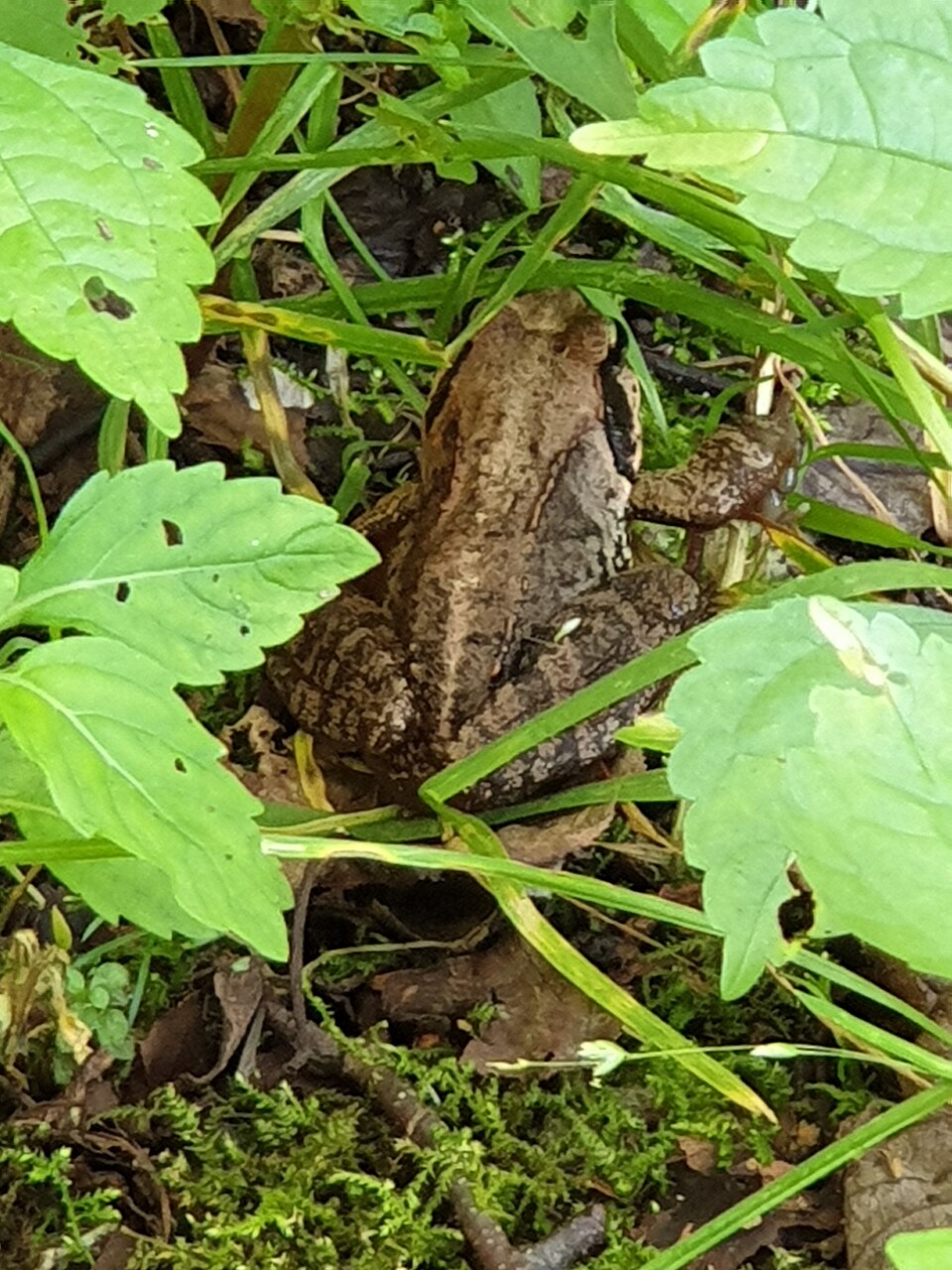 水辺の植物にひそむヤマアカガエル