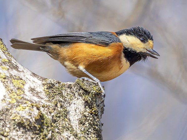 ヤマガラの成鳥