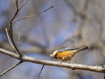 果実をくわえるヤマガラ(貯食)
