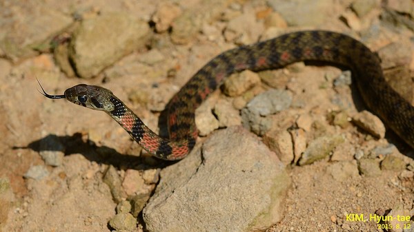 警戒姿勢を取るヤマカガシ