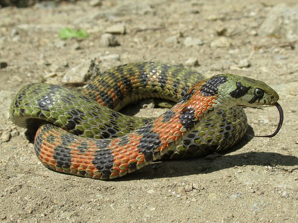 関東型ヤマカガシの全身（赤・黒・緑）