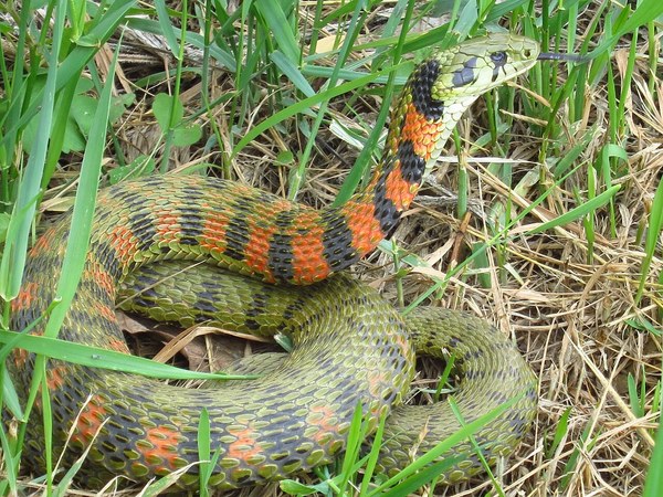 関東型のヤマカガシ全身