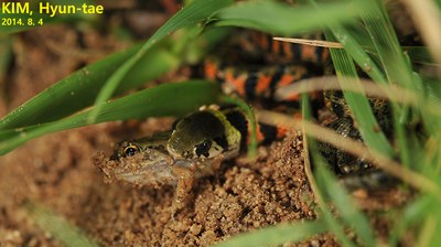 ヤマカガシの頭部と頸部