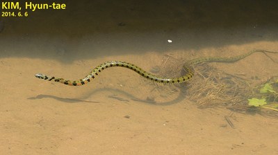 水中を泳ぐヤマカガシ