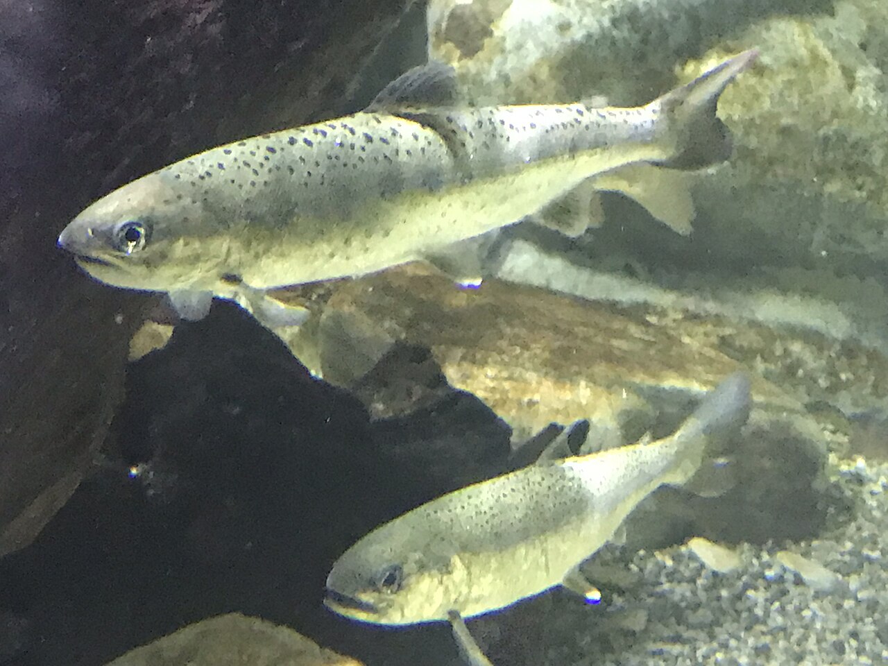 ヤマメの全身・水族館の水槽個体