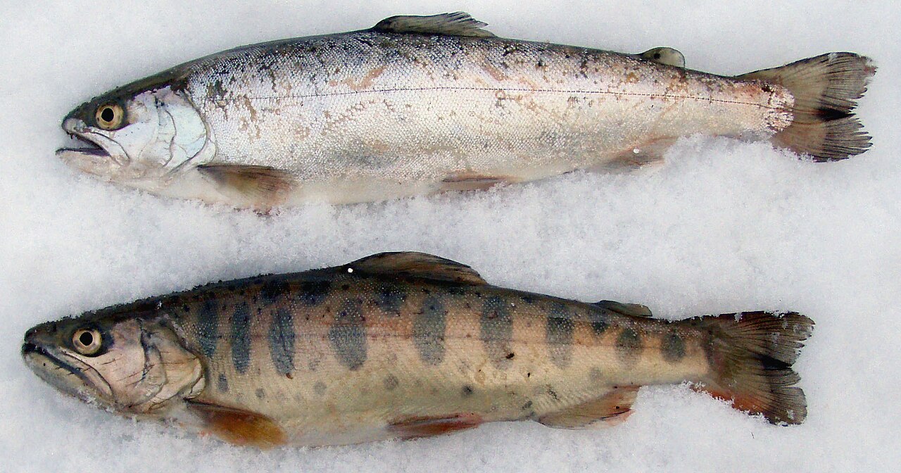 ヤマメの銀化した若魚（スモルト）・降海直前の姿