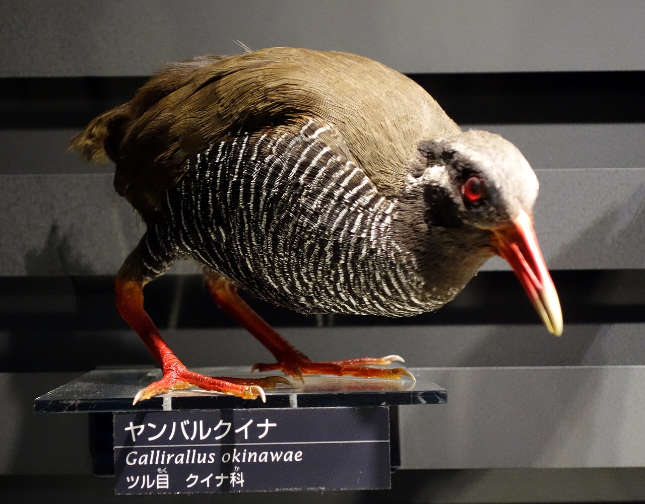 ヤンバルクイナ・国立科学博物館の剥製