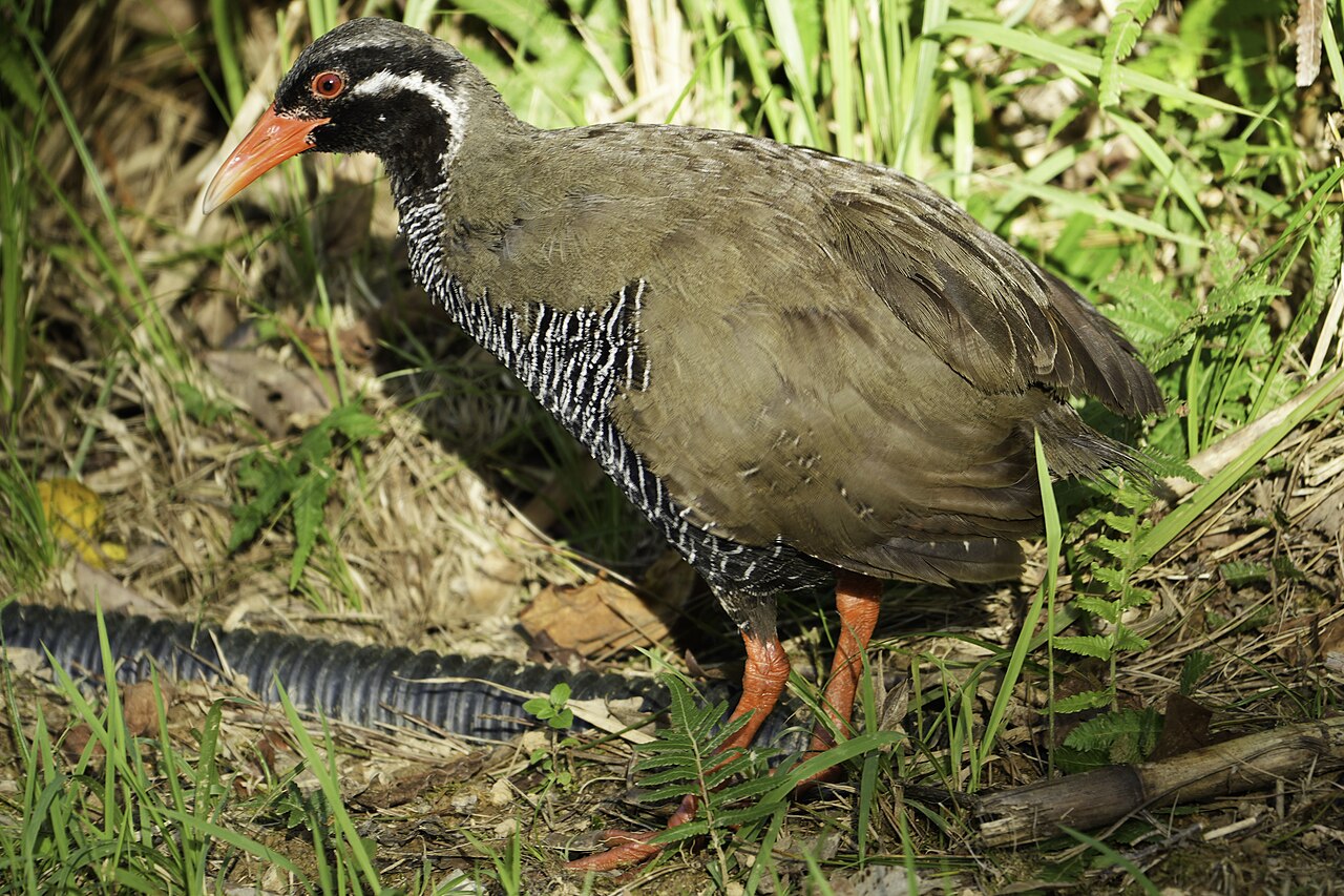 ヤンバルクイナ・やんばる国立公園の野生個体