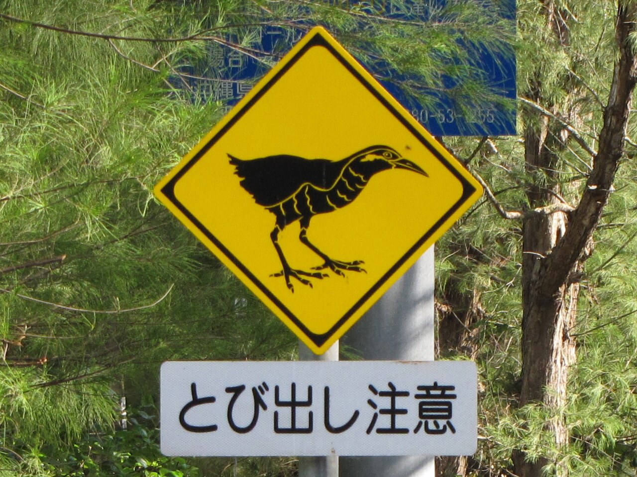 ヤンバルクイナ動物注意標識
