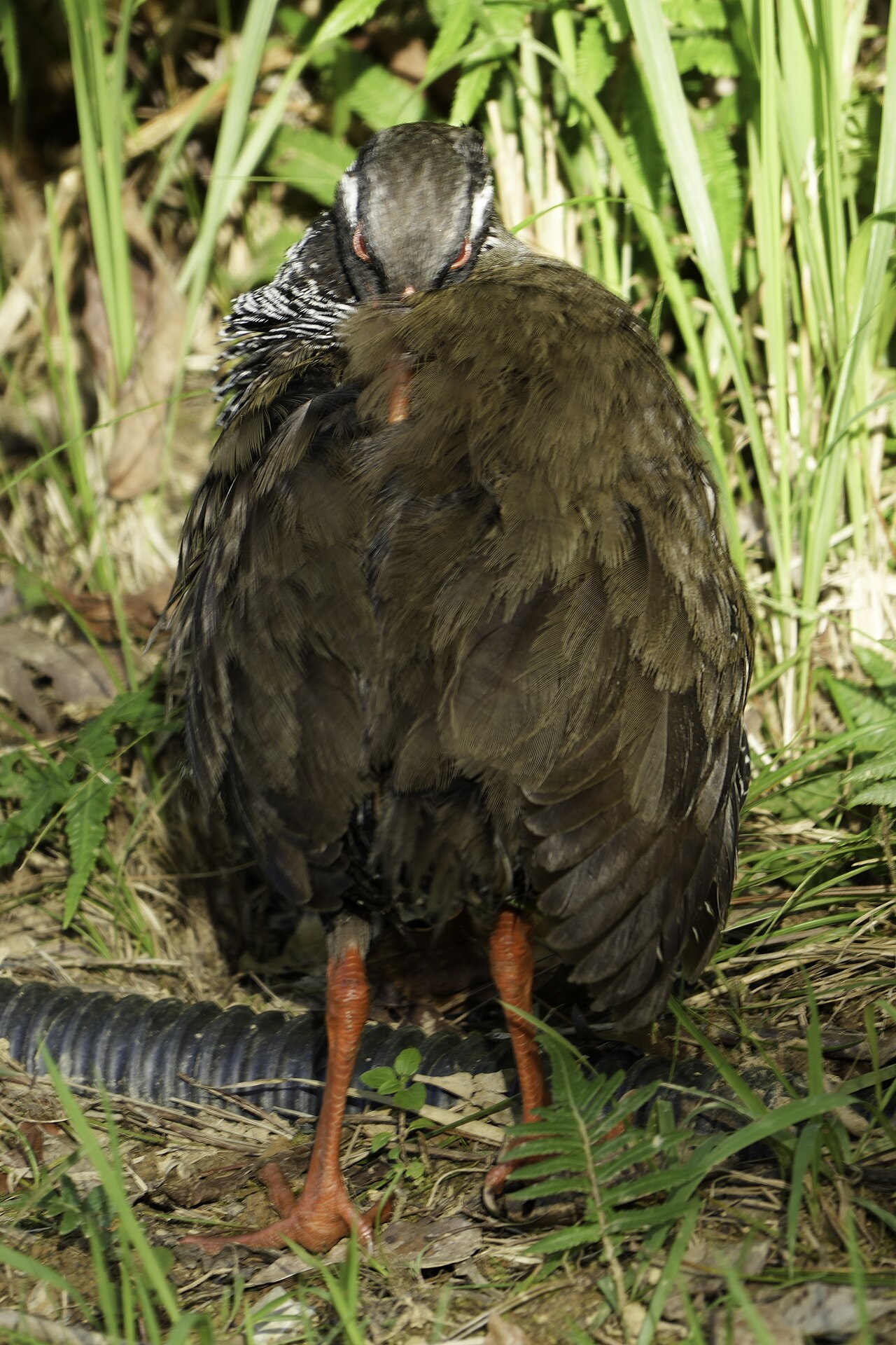 ヤンバルクイナ・やんばる国立公園