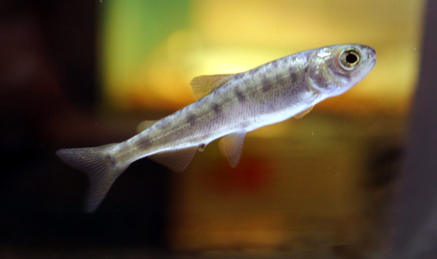 クニマスの稚魚