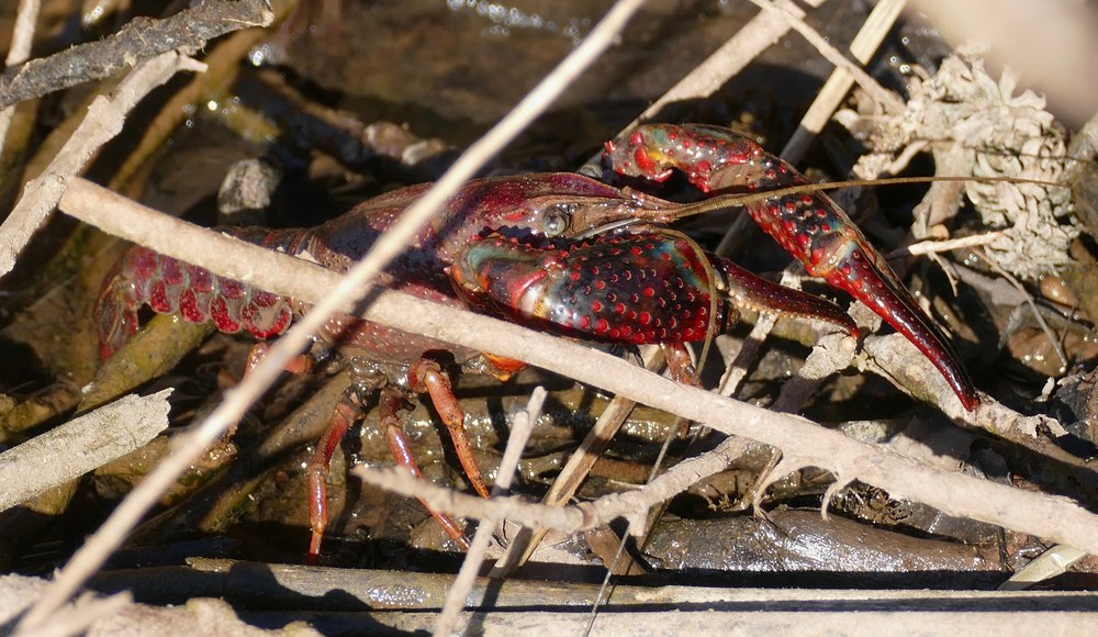 水辺のアメリカザリガニ