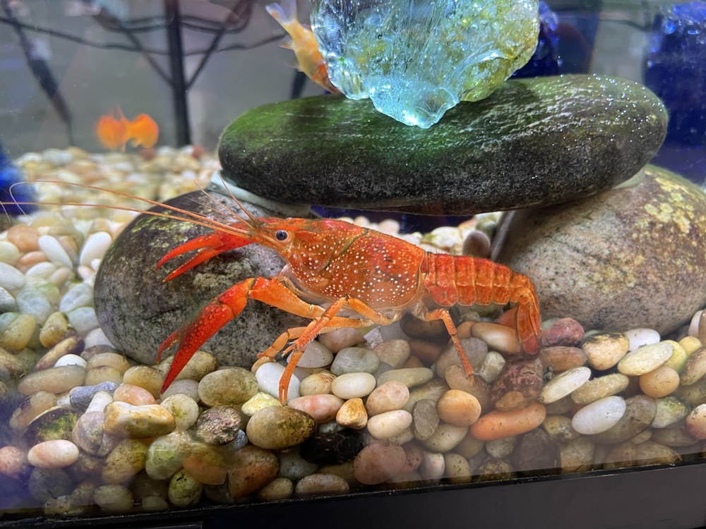 水槽で飼われるアメリカザリガニ