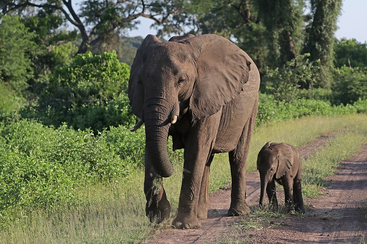 母アフリカゾウと生後6週間の赤ちゃん