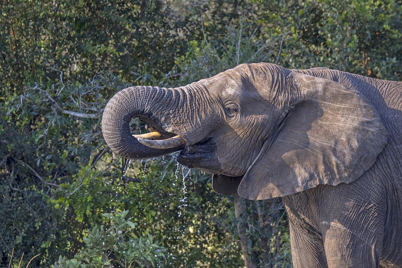 鼻を使って水を飲むアフリカゾウ