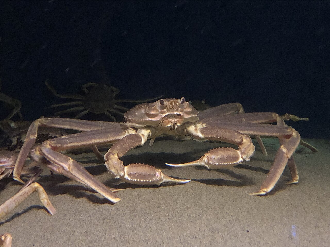 深海の底にいるズワイガニ
