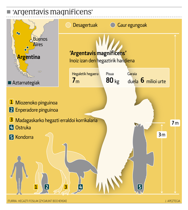 アルゲンタビスと人・ペンギン・ダチョウ・コンドルの大きさを比べた図
