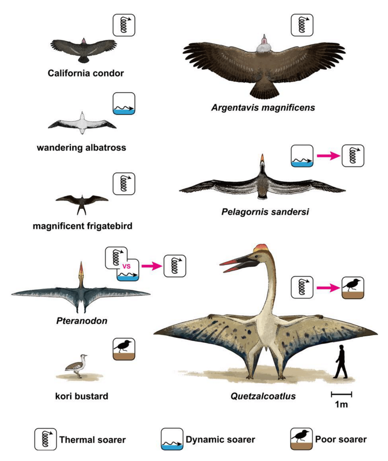絶滅した巨大飛行動物と現生鳥類のソアリング様式を比べた図
