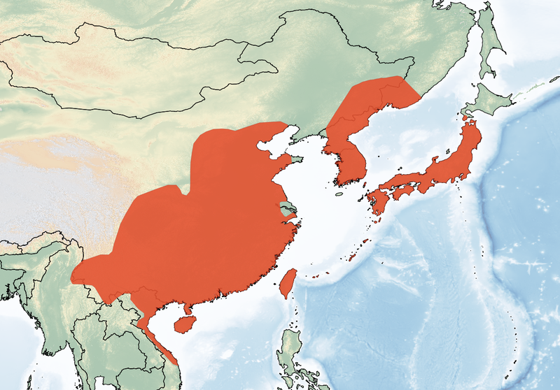 アブラコウモリの分布を示した地図