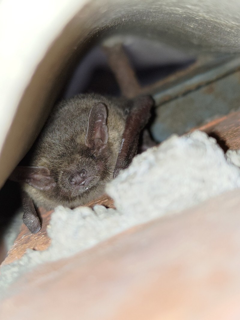 建物の隙間で休むアブラコウモリ