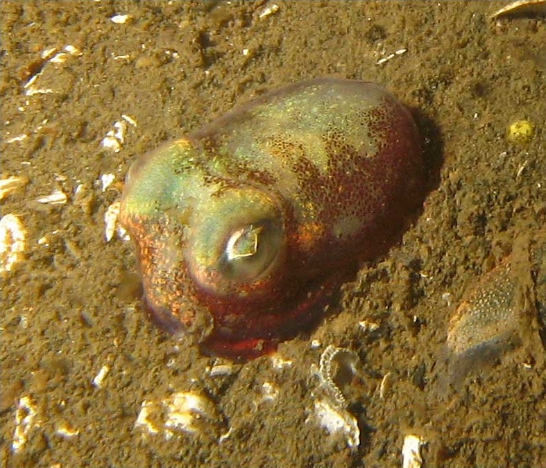 ボウズイカ・シアトル沿岸の生体