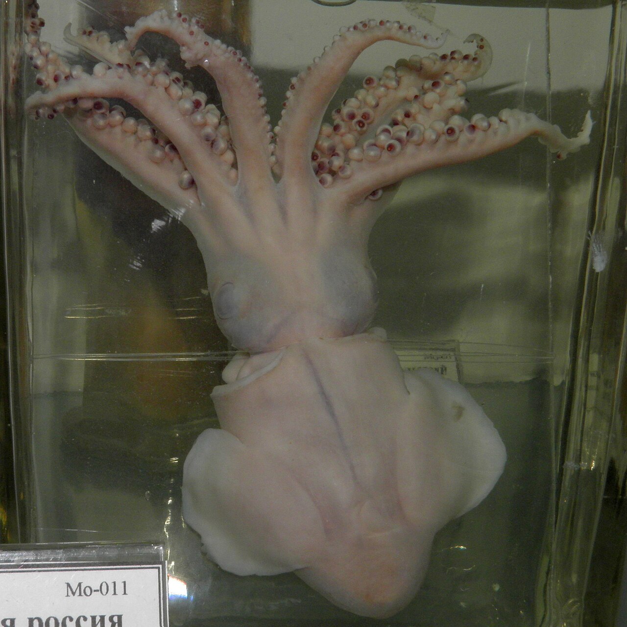 ボウズイカ・ホルマリン漬け標本の腹側