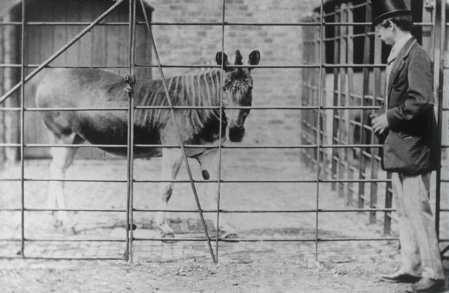 1870年 ロンドン動物園のクアッガ