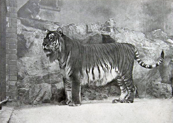 カスピトラ Panthera tigris virgata の生前写真
