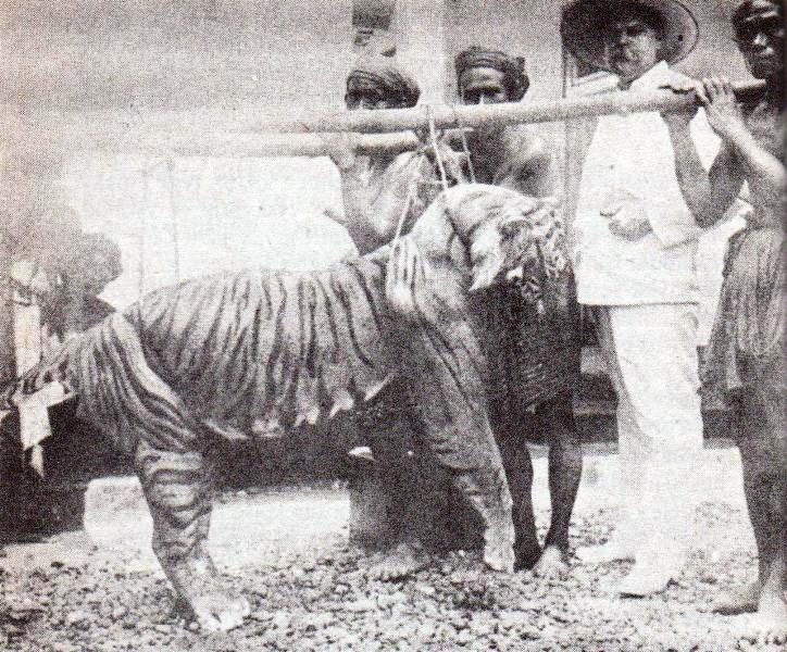 バリトラの生前写真（M. Zanveld撮影）