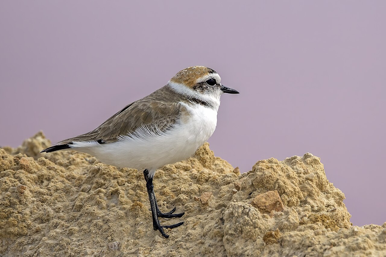 砂浜に立つシロチドリの成鳥(チュニジア・スファックス)