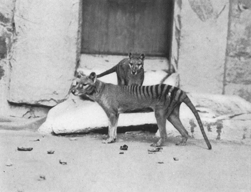 ワシントン動物園のフクロオオカミのつがい