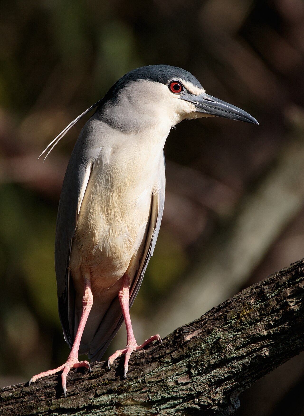 大阪天王寺公園のゴイサギ成鳥