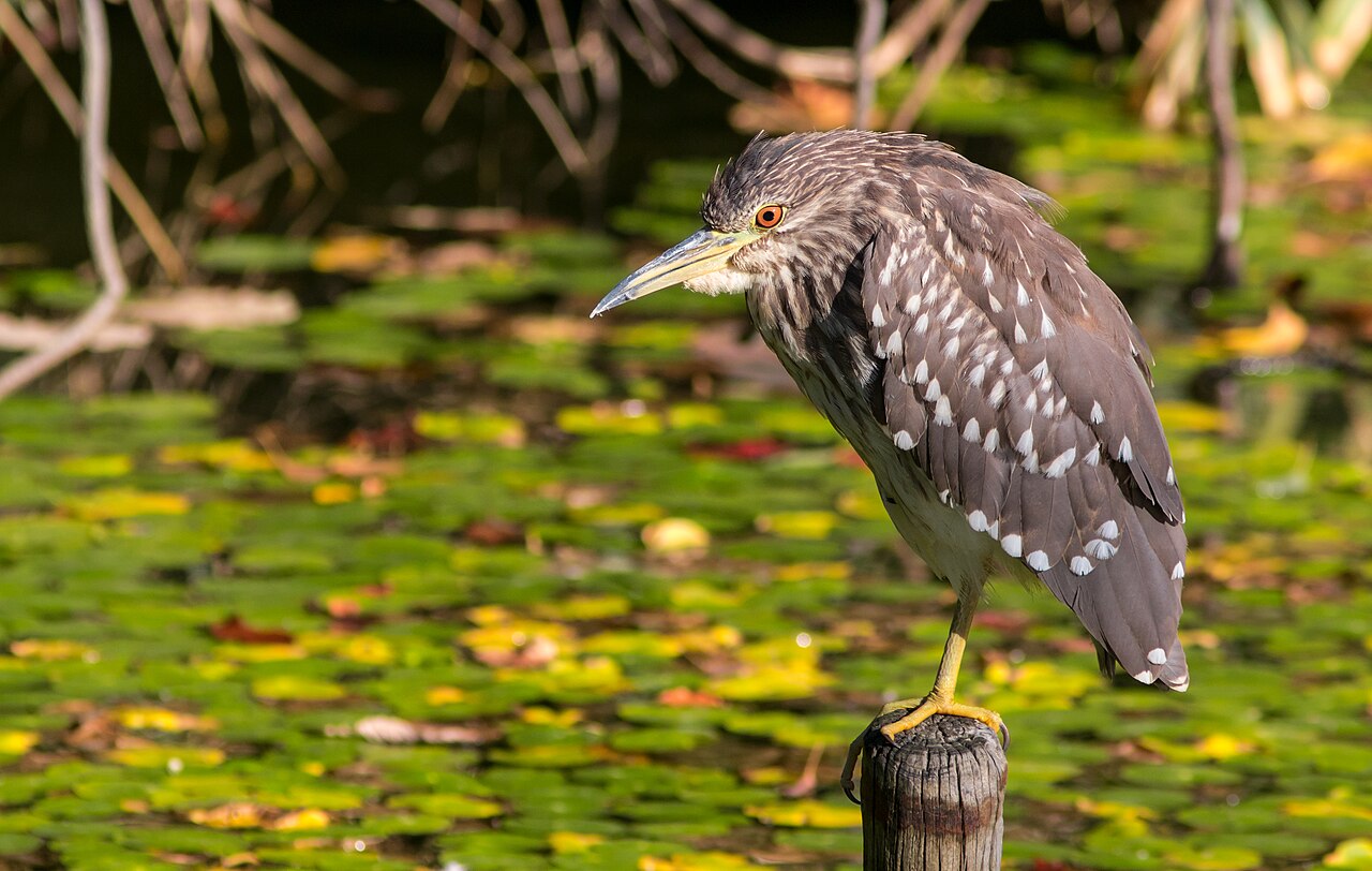 幼鳥のゴイサギ「ホシゴイ」(大阪天王寺公園)