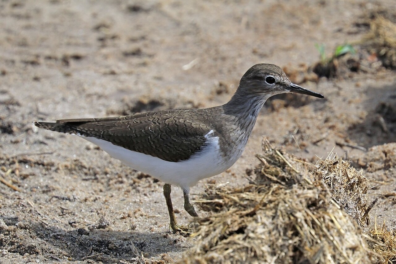 ボツワナ・チョベ国立公園で越冬中のイソシギ