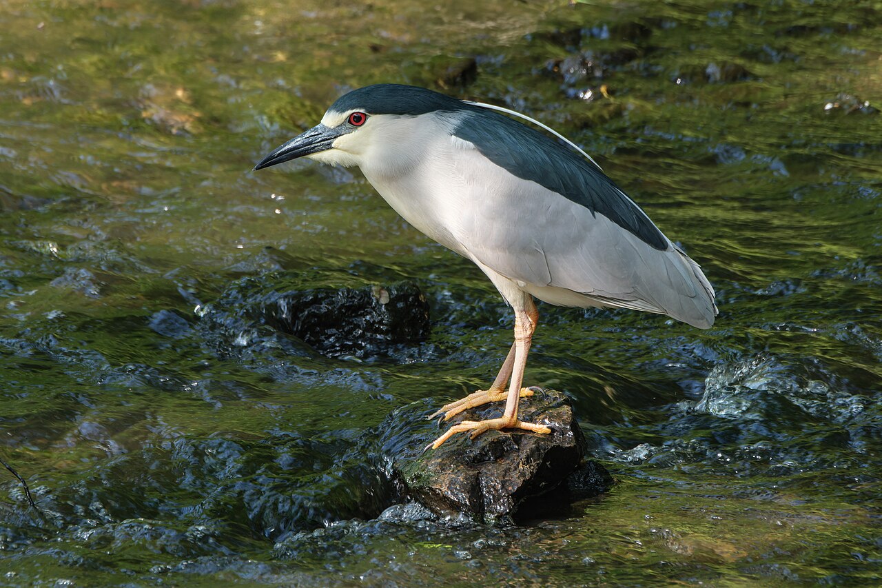 ゴイサギの成鳥(自然公園)