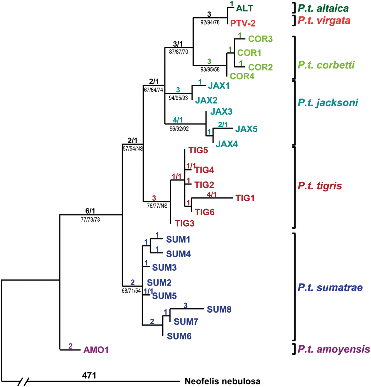 トラの分子系統関係（Driscoll et al. 2009）