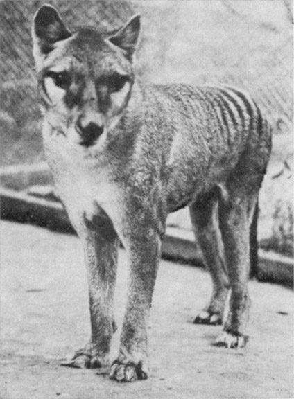 1933年、Fleay博士が撮影した生きたフクロオオカミ