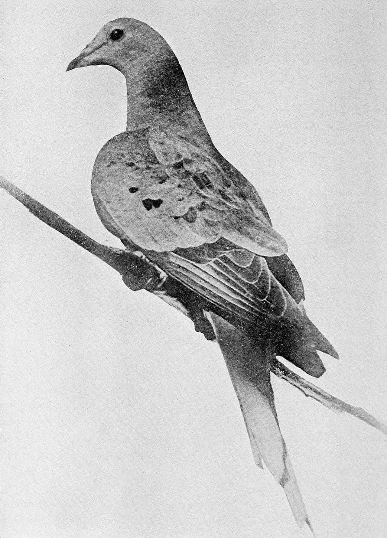 1912年に撮影された最後の1羽「マーサ」の生前写真