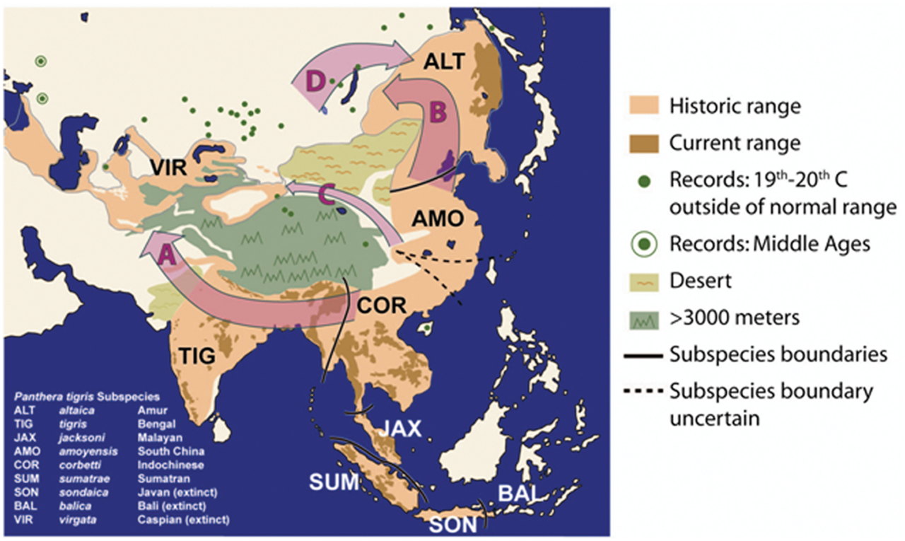 トラの歴史的分布と亜種系統（Driscoll et al. 2009）