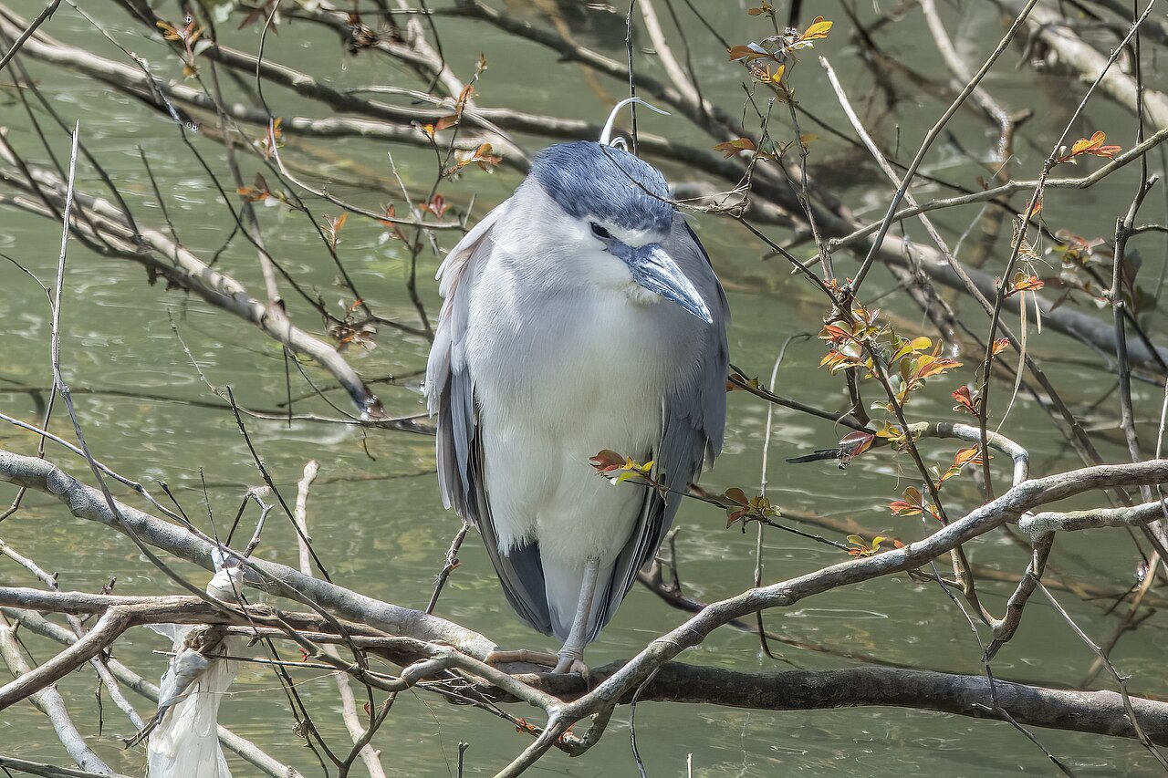 水辺のゴイサギ成鳥