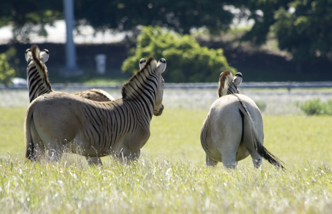 Rau Quagga（南アフリカ・デビルズピーク）