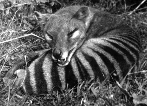 丸まったフクロオオカミ