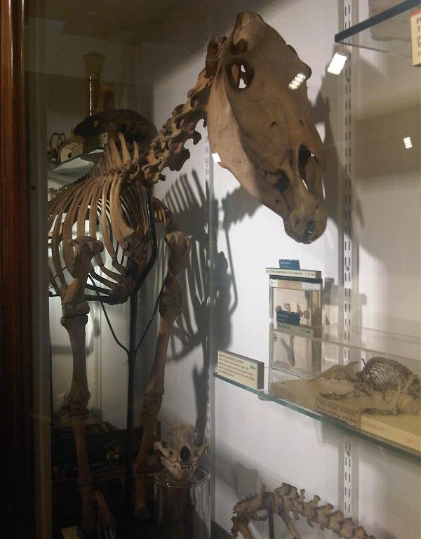 クアッガの骨格標本（ロンドンGrant Museum of Zoology）