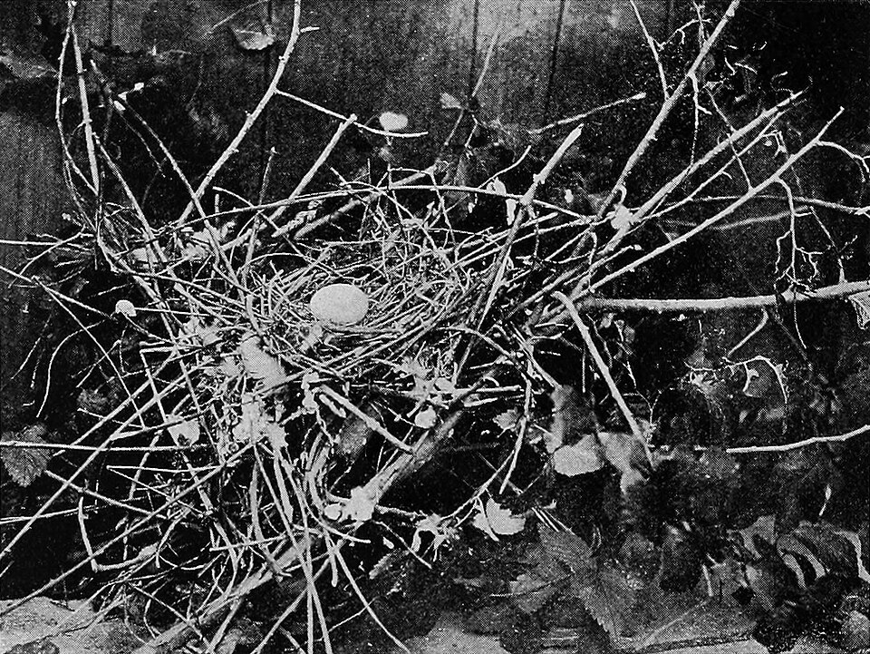 リョコウバトの巣と卵（古典写真）