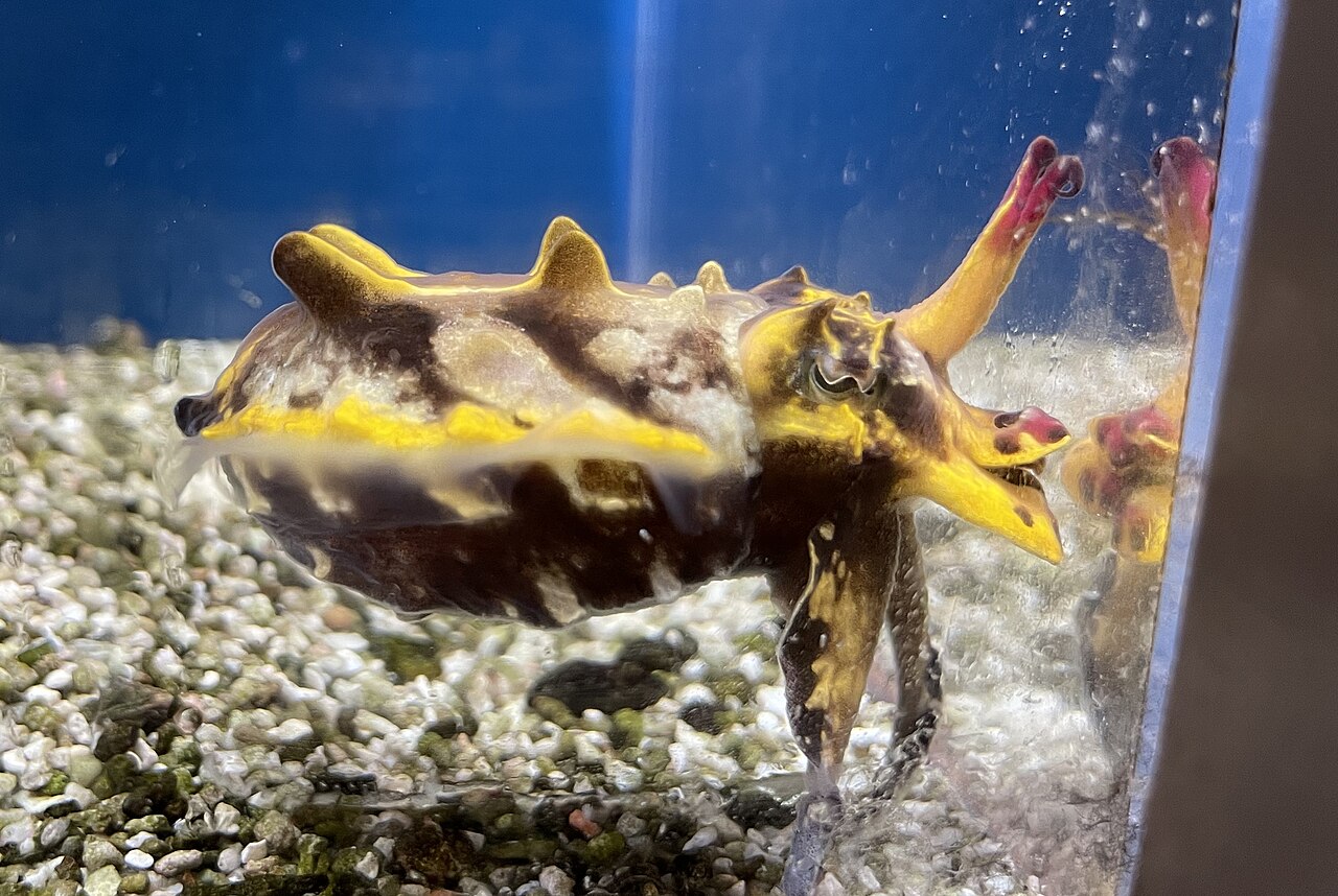 ハナイカ・水族館の展示個体